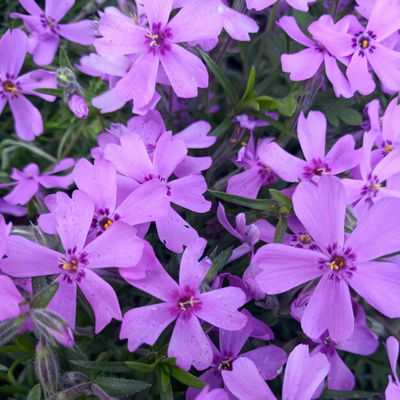 Phlox subulata 'Purple Beauty' violett, Topf-Ø 11x11 cm, 3 Pflanzen Phlox subulata 'Purple Beauty' violett, Topf-Ø 11x11 cm, 3 Pflanzen
