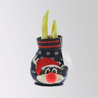 Amaryllis in Wachs, Dekor 'Pullover Silly', Muster zufällig, Blüte rot Amaryllis in Wachs, Dekor 'Pullover Silly', Muster zufällig, Blüte rot