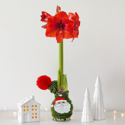 Amaryllis in Wachs, Dekor, 'Strickmütze Weihnachtsmann', Blüte rot Amaryllis in Wachs, Dekor, 'Strickmütze Weihnachtsmann', Blüte rot