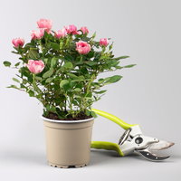 Rose 'Vieve', rosa-weiß, Topf-Ø 10,5 cm, 3 Pflanzen Rose 'Vieve', rosa-weiß, Topf-Ø 10,5 cm, 3 Pflanzen
