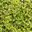 Euonymus