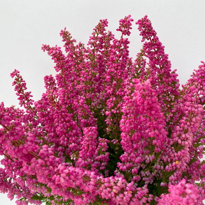 Glockenheide 'Beauty Queens®' rosa-rot, Farbe variiert, Topf-Ø 12 cm, 6 Pflanzen Glockenheide 'Beauty Queens®' rosa-rot, Farbe variiert, Topf-Ø 12 cm, 6 Pflanzen