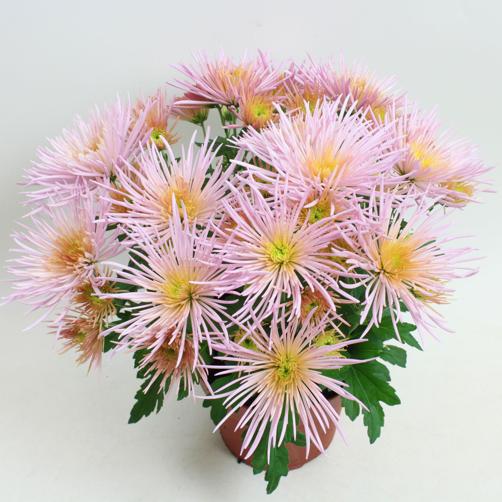 Chrysanthemen Spider Anansi™ Pink, spinnenblütig, Topf 14 cm Ø, 4er-Set