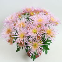 Chrysanthemen Spider Anansi™ Pink, spinnenblütig, Topf 14 cm Ø, 4er-Set