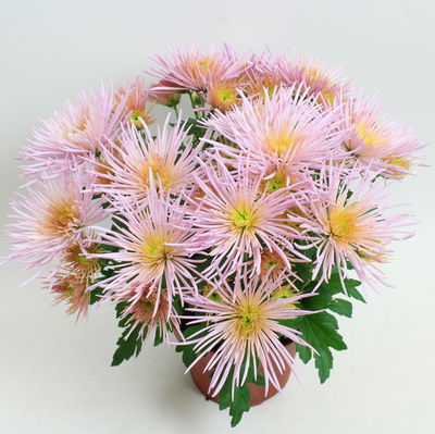Chrysanthemen Spider Anansi™ Pink, spinnenblütig, Topf 14 cm Ø, 4 Pflanzen