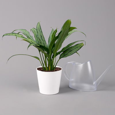 Aglaonema 'Cutlass', mit Übertopf Dallas weiß, Topf-Ø 12 cm Aglaonema 'Cutlass', mit Übertopf Dallas weiß, Topf-Ø 12 cm