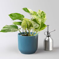 Efeutute 'Marble Queen', Topf-Ø 12 cm, inkl. Übertopf Vibes blau, 2 Pflanzen