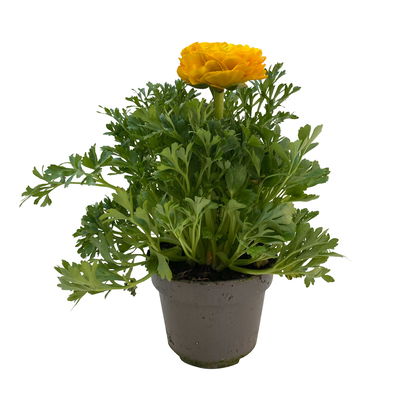 Ranunkel, Farbe zufällig, Topf-Ø 10,5 cm, 6 Pflanzen