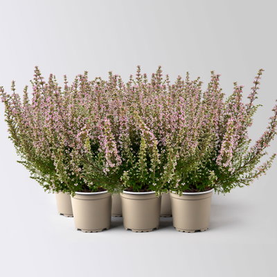 Glockenheide 'Beauty Queens®', rosa, Topf-Ø 12 cm, 6 Pflanzen Glockenheide 'Beauty Queens®', rosa, Topf-Ø 12 cm, 6 Pflanzen