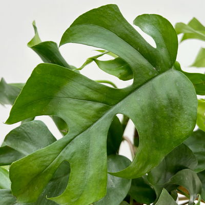 Monstera minima, inkl. Keramiktopf Dallas anthrazit, Topf 12 cm Ø Monstera minima, inkl. Keramiktopf Dallas anthrazit, Topf 12 cm Ø