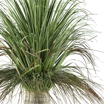 Kunstpflanze Beaucarnea,  Höhe ca. 60 cm