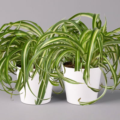 Grünlilie 'Bonnie' mit Keramiktopf Dallas weiß, Topf-Ø 12 cm, 2er-Set Grünlilie 'Bonnie' mit Keramiktopf Dallas weiß, Topf-Ø 12 cm, 2er-Set