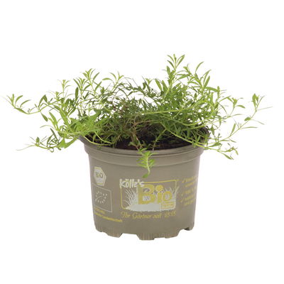 Winterbohnenkraut, Kölle Bio, 12cm Topf, frisch aus unserer Bio-Gärtnerei Winterbohnenkraut, Kölle Bio, 12cm Topf, frisch aus unserer Bio-Gärtnerei