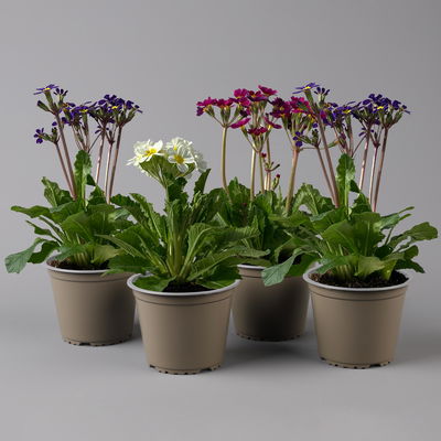 Oak Leaf Primel 'Oak Leaf' Farbe zufällig, Topf-Ø 13 cm, 4er-Set