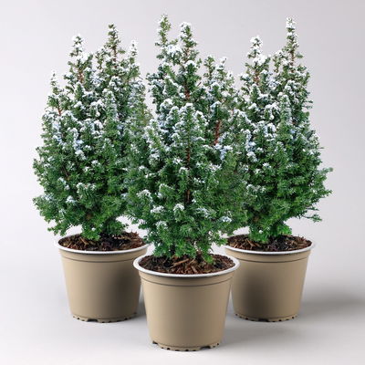 Kegelzypresse 'Top Point', weiß beschneit, Topf-Ø 13 cm, 3 Pflanzen
