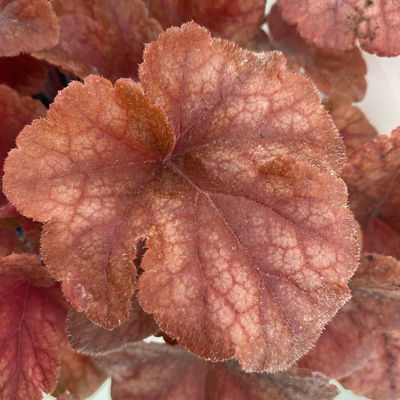 Bio Heucherella 'Buttered Rum®', karamellfarben, Topf-Ø 12 cm, 3 Pflanzen Bio Heucherella 'Buttered Rum®', karamellfarben, Topf-Ø 12 cm, 3 Pflanzen