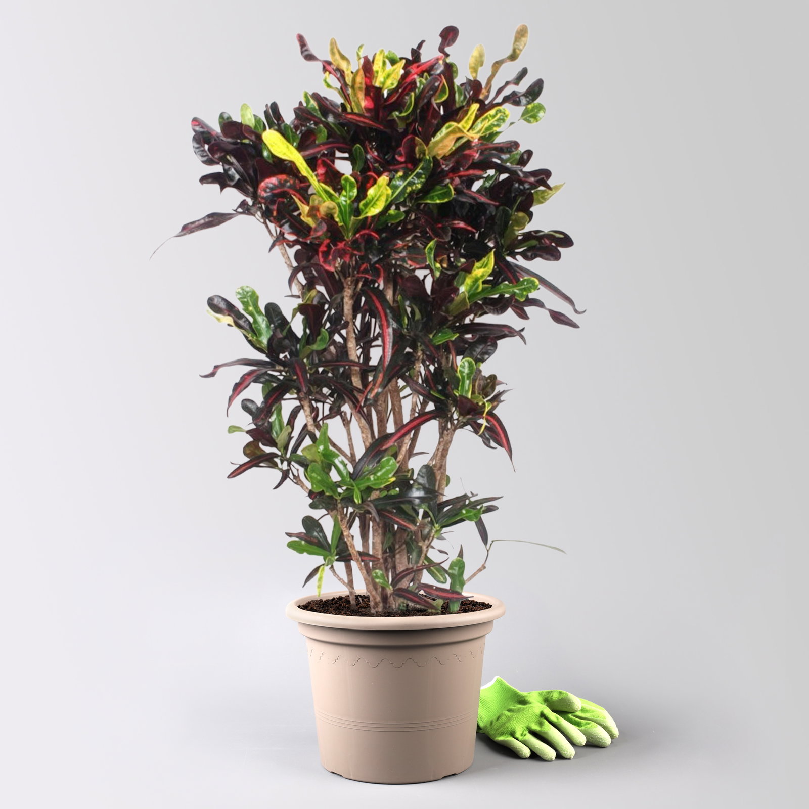 Wunderstrauch 'Mammi', verzweigt, Topf-Ø 30, Höhe ca. 140 cm