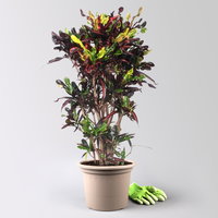 Wunderstrauch 'Mammi', verzweigt, Topf-Ø 30, Höhe ca. 140 cm