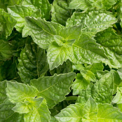 Grapefruit-Minze, 12cm Topf, frisch aus unserer Bio-Gärtnerei Grapefruit-Minze, 12cm Topf, frisch aus unserer Bio-Gärtnerei