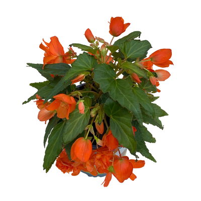 Begonie 'BELLECONIA™', orange, Topf-Ø 13 cm, 6 Pflanzen
