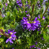 Fächerblume, blau, Topf-Ø 12 cm, 6 Pflanzen Fächerblume, blau, Topf-Ø 12 cm, 6 Pflanzen