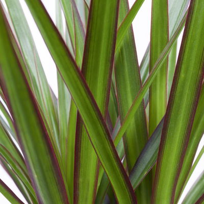 Drachenbaum, Topf-Ø 17 cm, Höhe ca. 70 cm