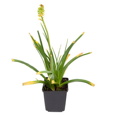 Bio Fackellilie orange-rot, Topf 11x11 cm, 3 Pflanzen