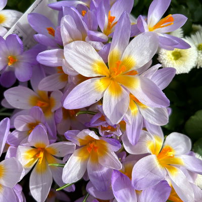 Wildkrokus, lila, Topf-Ø 10,5 cm, 6 Pflanzen