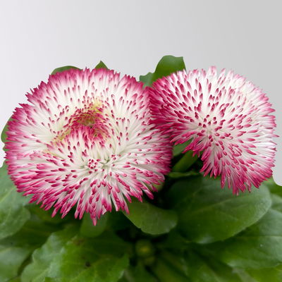 Tausendschön, rot-weiß, großblumig Topf-Ø 12 cm, 6 Pflanzen