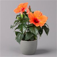 Hibiskus, orange, Topf-Ø 13 cm, Höhe ca. 35 cm, 2er-Set