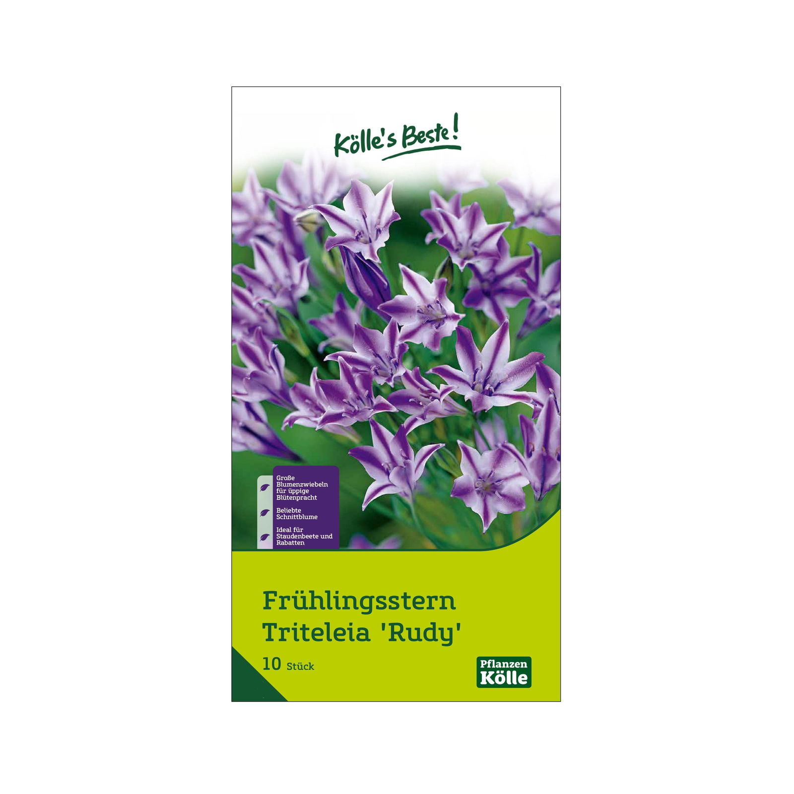 Frühlingsstern (Triteleia Rudy), 10 Blumenzwiebeln