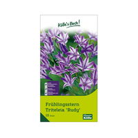 Frühlingsstern (Triteleia Rudy), 10 Blumenzwiebeln