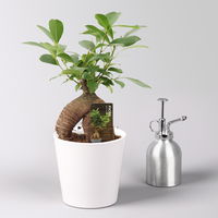 Ficus 'Ginseng', inkl. Übertopf Dallas weiß, Topf-Ø 12 cm