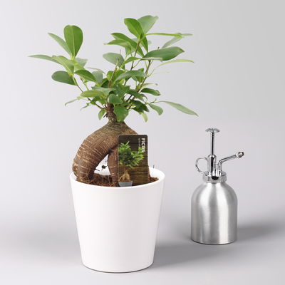 Ficus 'Ginseng', inkl. Übertopf Dallas weiß, Topf-Ø 12 cm Ficus 'Ginseng', inkl. Übertopf Dallas weiß, Topf-Ø 12 cm