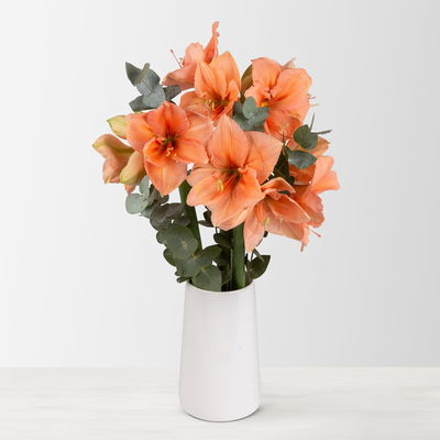 Schnittblumen-Mix aus 3 lachsfarbenen Amaryllis & 3 Eukalyptus Schnittblumen-Mix aus 3 lachsfarbenen Amaryllis & 3 Eukalyptus