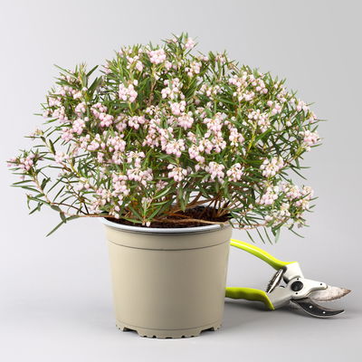 Rosmarinheide, Andromeda polifolia 'Blue Ice', rosa, Topf-Ø 17 cm, 2 Pflanzen