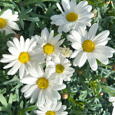 Margerite 'Stella', weiß, Topf-Ø 14 cm, 4 Pflanzen