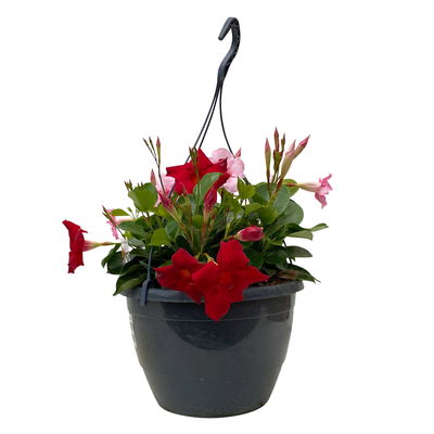 Dipladenie 'Trio' in Ampel bunt, Ampeltopf-Ø 25 cm