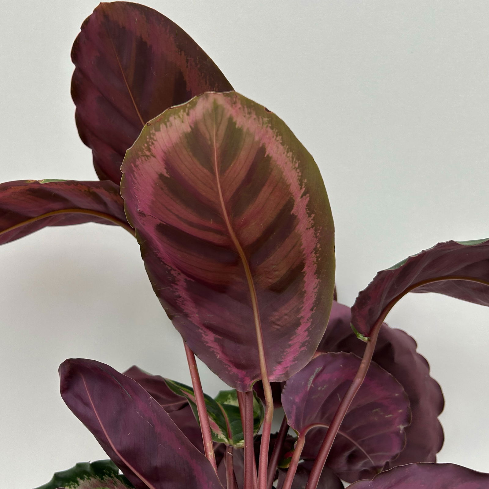 Calathea 'Angela', Topf-Ø 19 cm, Höhe ca. 40-70 cm