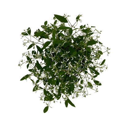 Zauberschnee™ 'Diamond Frost™' weiß, Topf-Ø 12 cm, 6er-Set