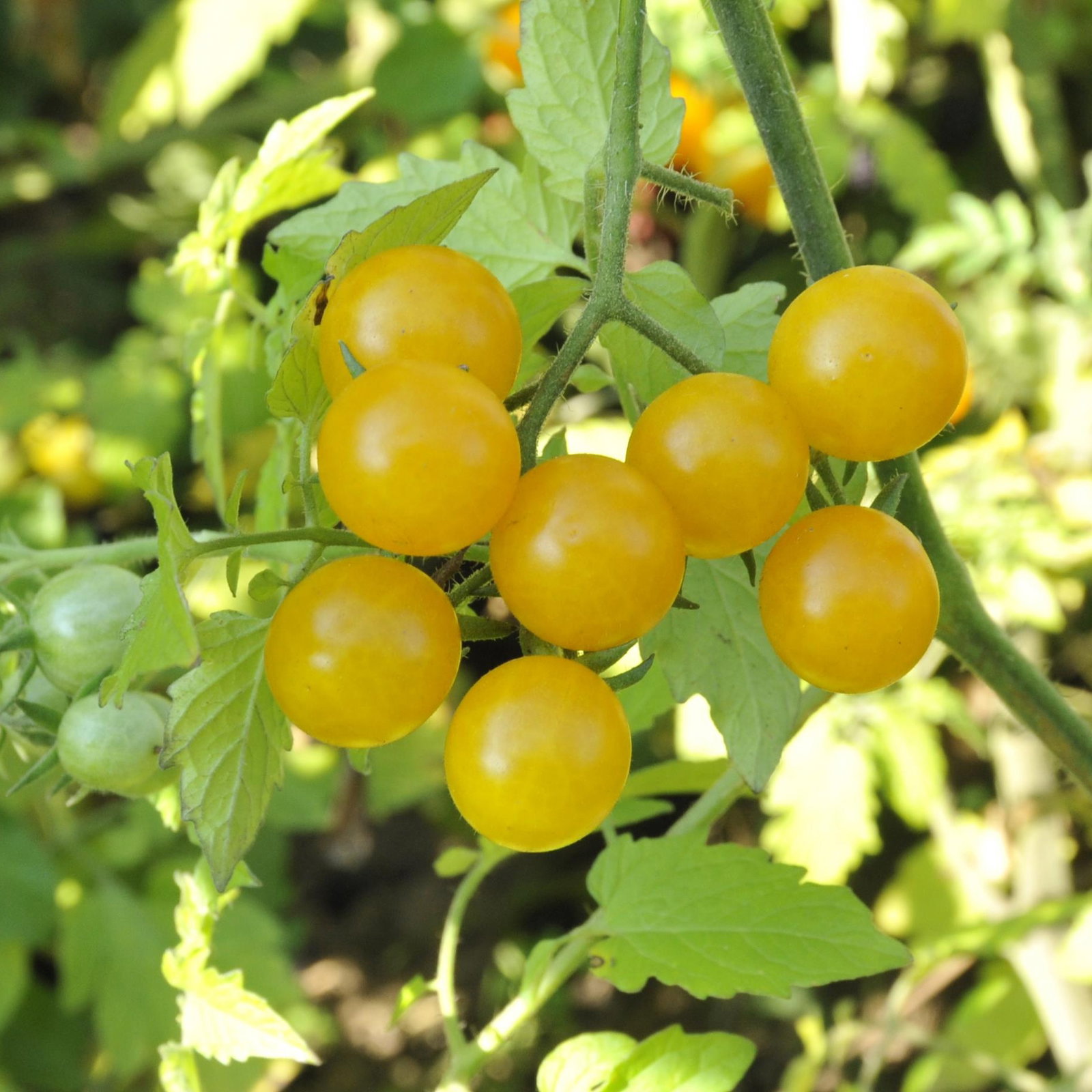 Bio Wildtomate 'Golden Currant', Topf-Ø 12 cm, 3 Pflanzen