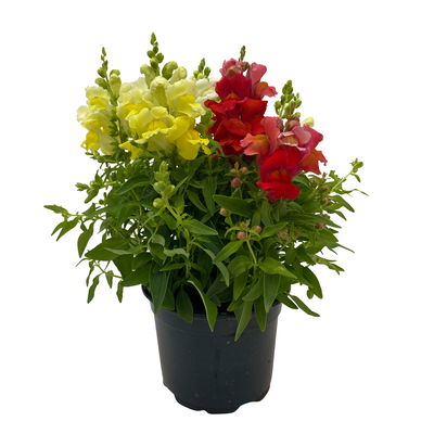 Löwenmäulchen 'Trio' bunt, Topf-Ø 13 cm, 6 Stück