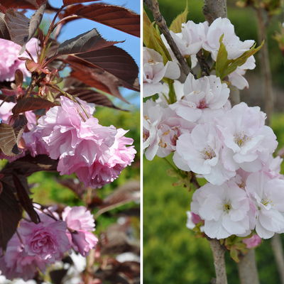 Gehölz-Set Blütenkirschen-Mix, 2er-Set, Topf je 7 Liter Gehölz-Set Blütenkirschen-Mix, 2er-Set, Topf je 7 Liter