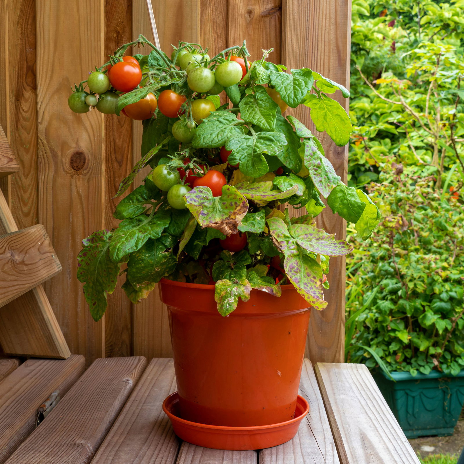 Bio Cocktailtomate 'Red Robin' Topf-Ø 12 cm, 3 Pflanzen