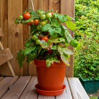 Bio Cocktailtomate 'Red Robin' Topf-Ø 12 cm, 3 Pflanzen