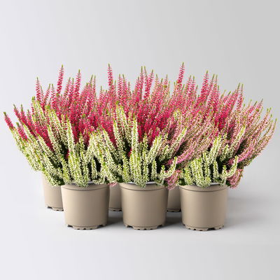 Calluna Trio 'Ametie', weiß-rosa-rot, Topf-Ø 11 cm, 6 Pflanzen