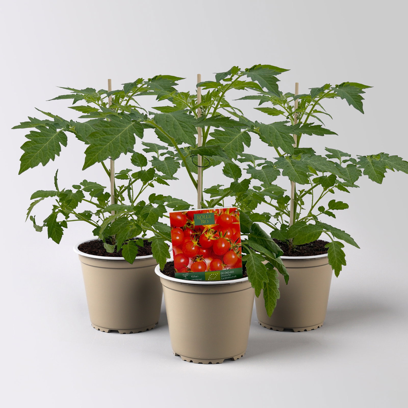 Bio Wildtomate 'Rote Murmel', Topf-Ø 12 cm, 3 Pflanzen
