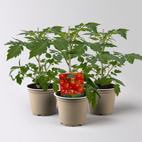 Bio Wildtomate 'Rote Murmel', Topf-Ø 12 cm, 3 Pflanzen