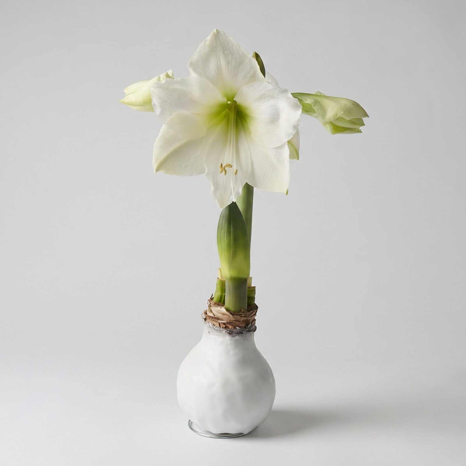 Amaryllis in Wachs XL, Dekor 'Basic White', Blüte weiß Amaryllis in Wachs XL, Dekor 'Basic White', Blüte weiß