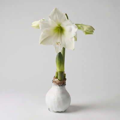 Amaryllis in Wachs XL, Dekor 'Basic White', Blüte weiß Amaryllis in Wachs XL, Dekor 'Basic White', Blüte weiß